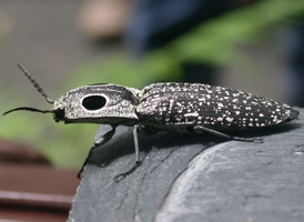 Eyed Click Beetle
